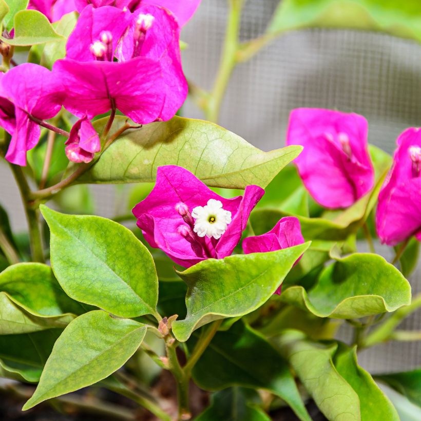 Bougainvillier Mini Thaï (Flowering)