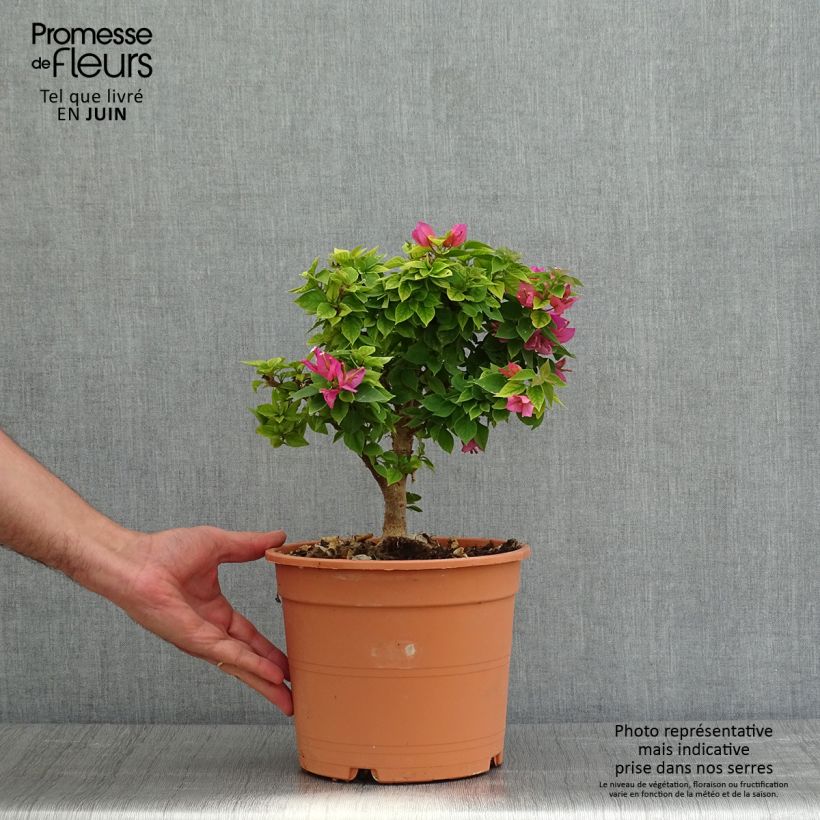 Example of Bougainvillier Mini Thaï Pot de 3L/4L as you get in printemps