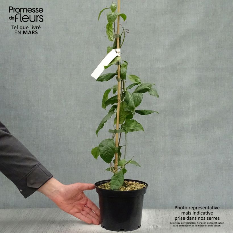 Example of Bougainvillier Violet de Mèze Pot de 3L/4L as you get in printemps