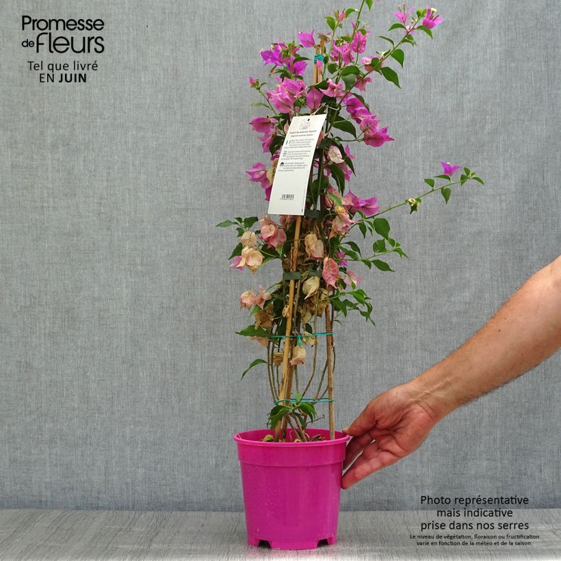 Spécimen de Bougainvillier glabra Sanderiana Pot de 2L/3L tel que livré en été