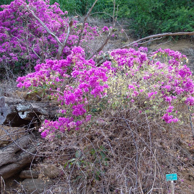 Bougainvillier glabra Variegata (Port)