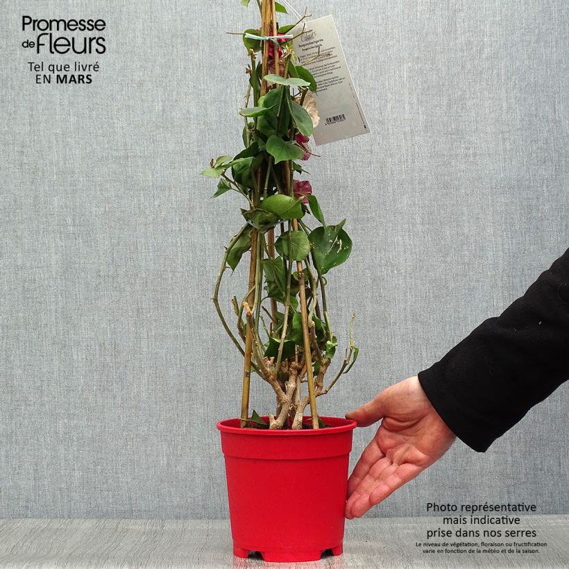 Example of Bougainvillier spectabilis Blanc Pot de 2L/3L as you get in printemps