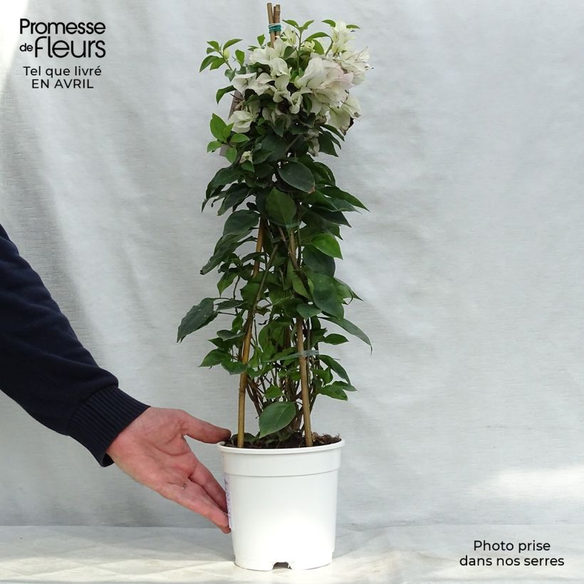 Spécimen de Bougainvillier spectabilis Blanc-rose Pot de 2L/3L tel que livré au printemps