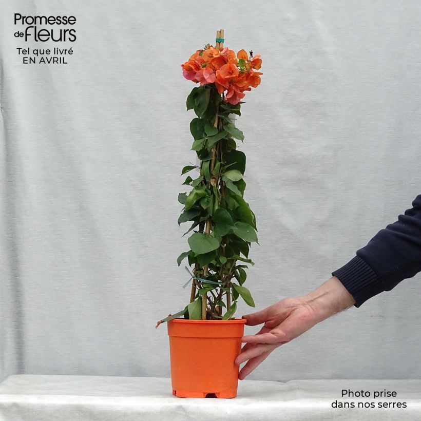 Example of Bougainvillier spectabilis Orange Pot de 2L/3L as you get in printemps