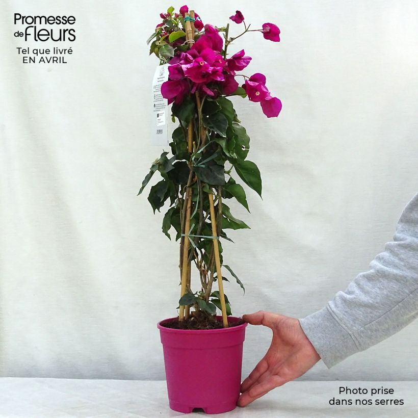 Example of Bougainvillier spectabilis Pourpre violacé Pot de 2L/3L as you get in printemps