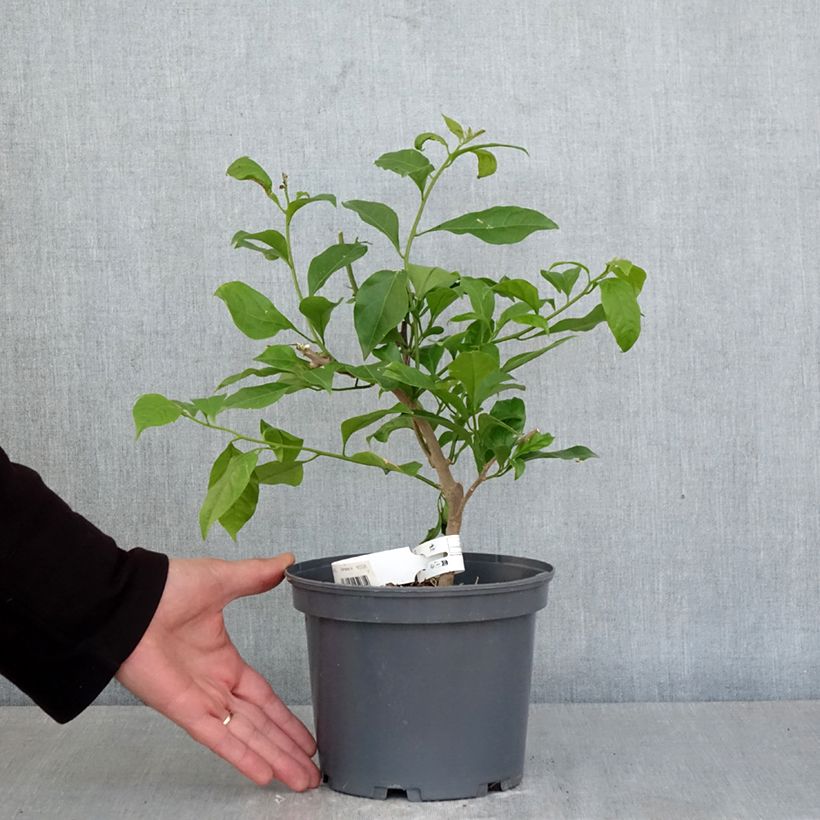 Spécimen de Bougainvillier Violet de Mèze Pot de 3L/4L tel que livré au printemps