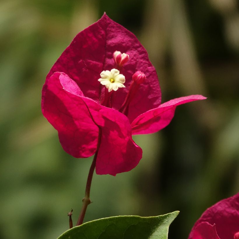 Bougainvillier spectabilis Rouge foncé (Floraison)