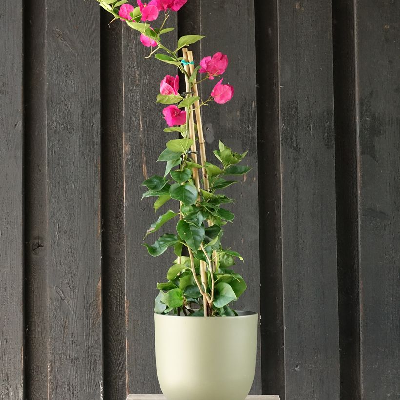 Bougainvillier spectabilis Rouge foncé (Port)