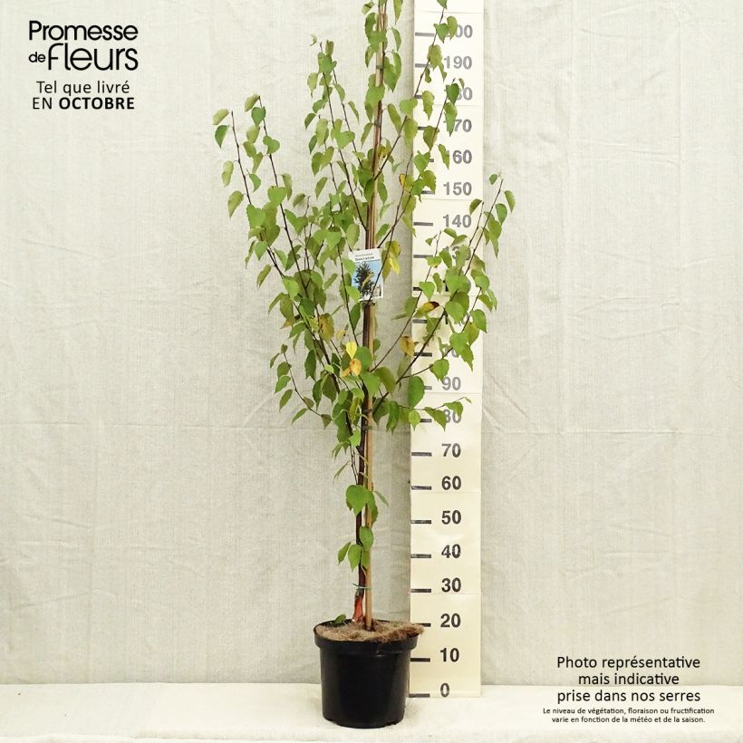 Example of Bouleau de Chine - Betula albosinensis Fascination Pot de 7,5L/10L as you get in automne