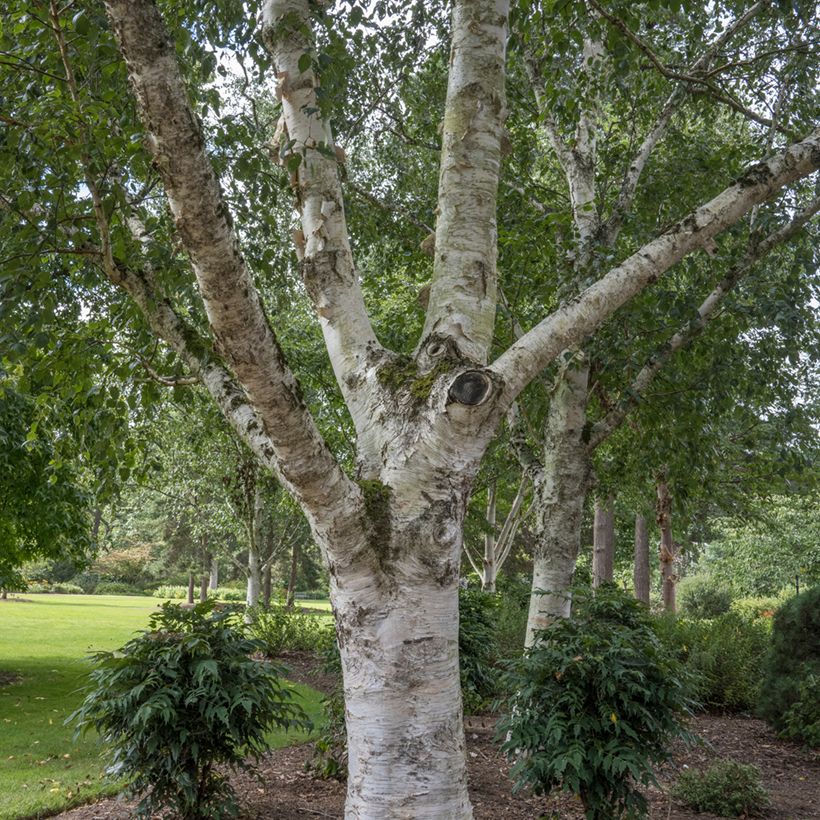 Bouleau de l'Himalaya - Betula utilis jacquemontii (Plant habit)