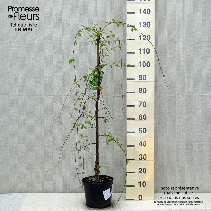 Example of Bouleau noir - Betula nigra Summer Cascade Pot de 7,5L/10L, Baliveau as you get in printemps