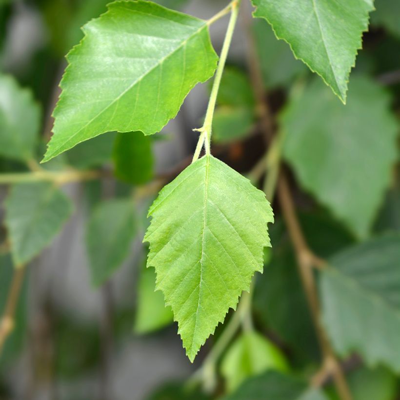 Bouleau noir - Betula nigra Summer Cascade (Foliage)