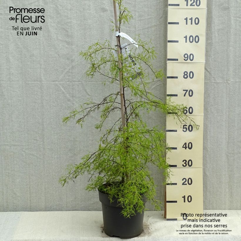 Example of Bouleau pleureur - Betula pendula Karaca Pot de 7,5L/10L as you get in printemps