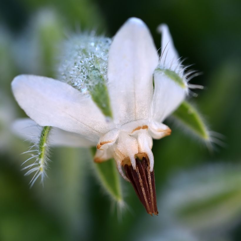 Bourrache officinale Blanche - Graines de Borago officinalis (Flowering)