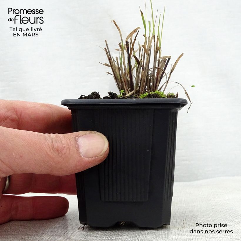 Example of Bouteloua curtipendula Godet de 8/9 cm as you get in printemps