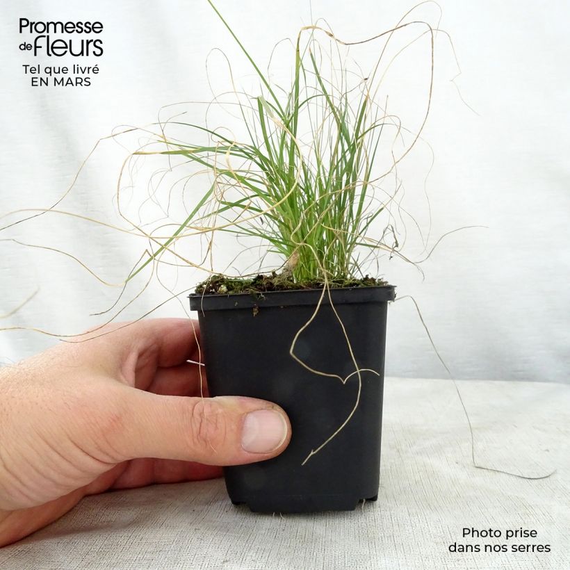 Example of Bouteloua gracilis Godet de 8/9 cm as you get in printemps