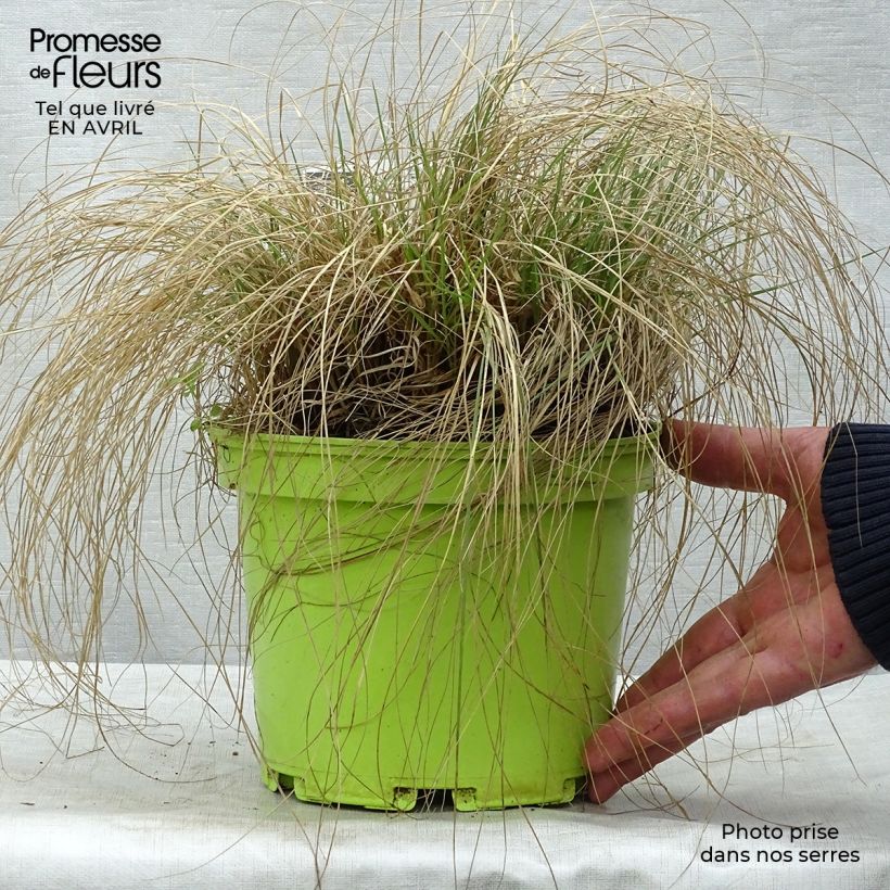 Example of Bouteloua gracilis Pot de 1,5L/2L as you get in printemps