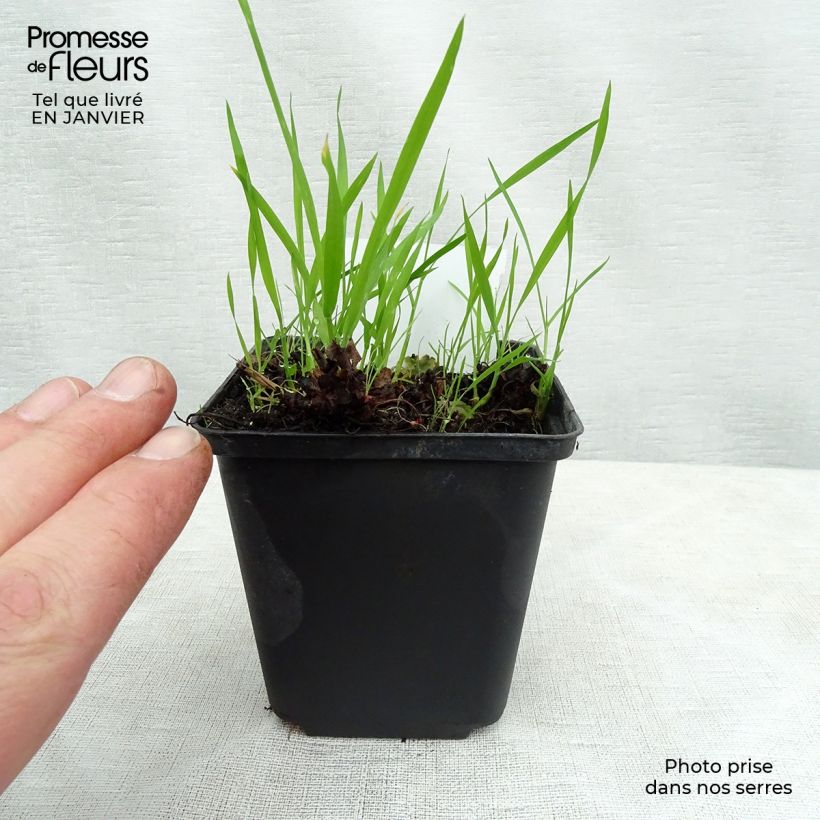 Spécimen de Boykinia major - Grande Boykinie Godet de 8/9 cm tel que livré en hiver