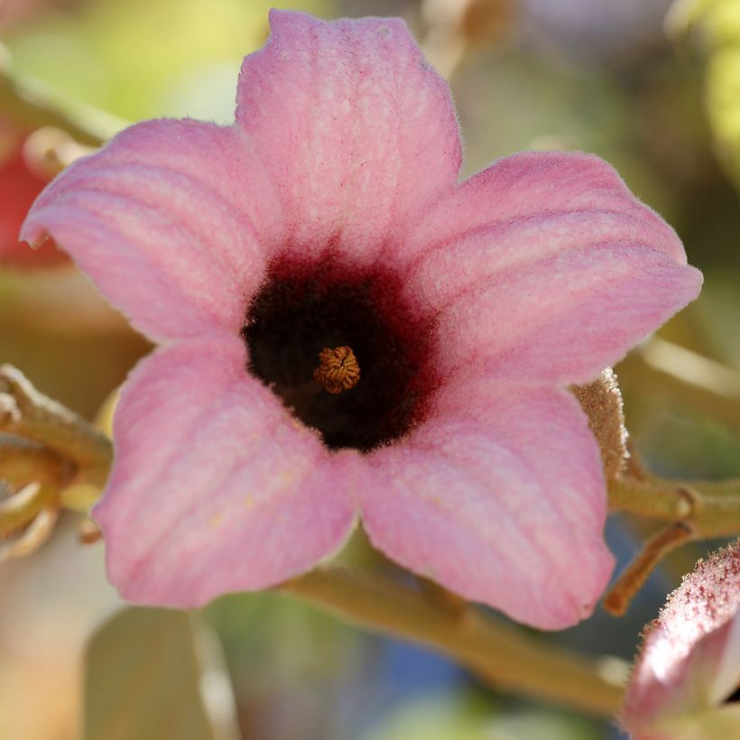 Brachychiton discolor (Floraison)