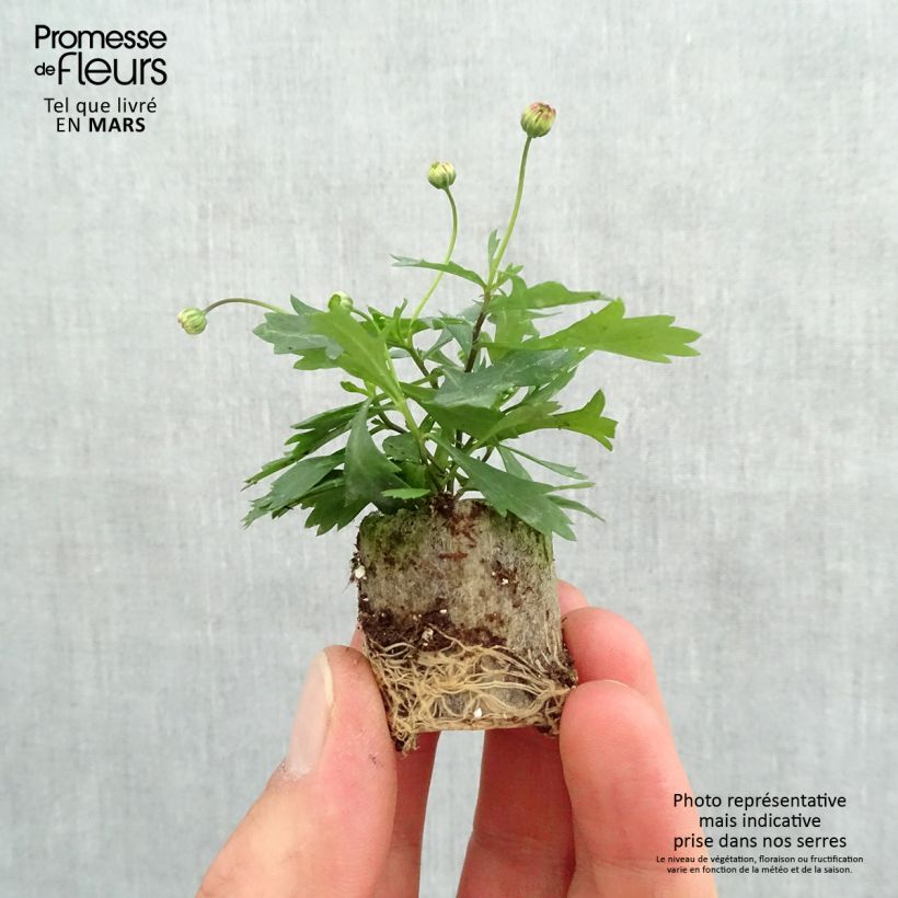 Spécimen de Brachycome Brasco Violet Mini-motte Ø 3/4 cm, Livré en plant vert de 5 à 10 cm de hauteur tel que livré au printemps