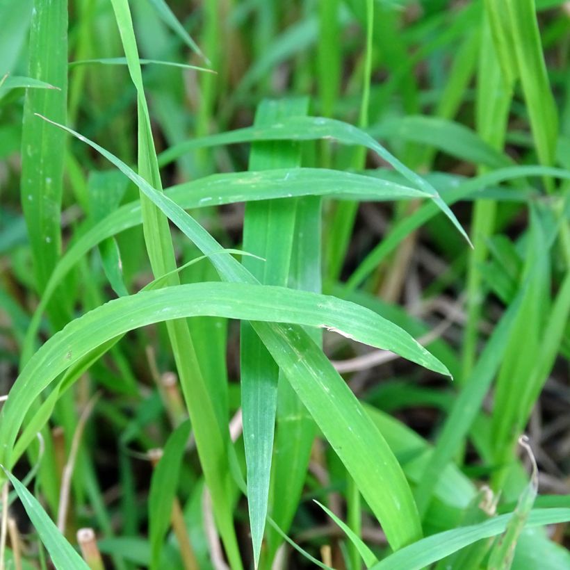 Brachypodium sylvaticum - Brachypode des bois (Foliage)