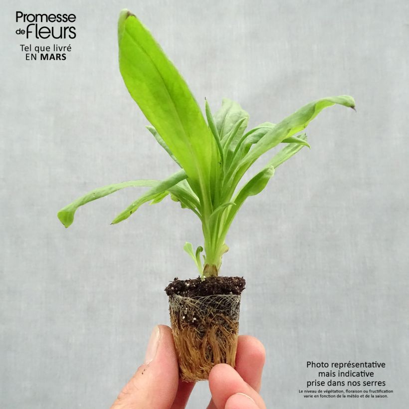 Spécimen de Bracteantha Granvia Gold - Immortelle Mini-motte Ø 3/4 cm tel que livré au printemps