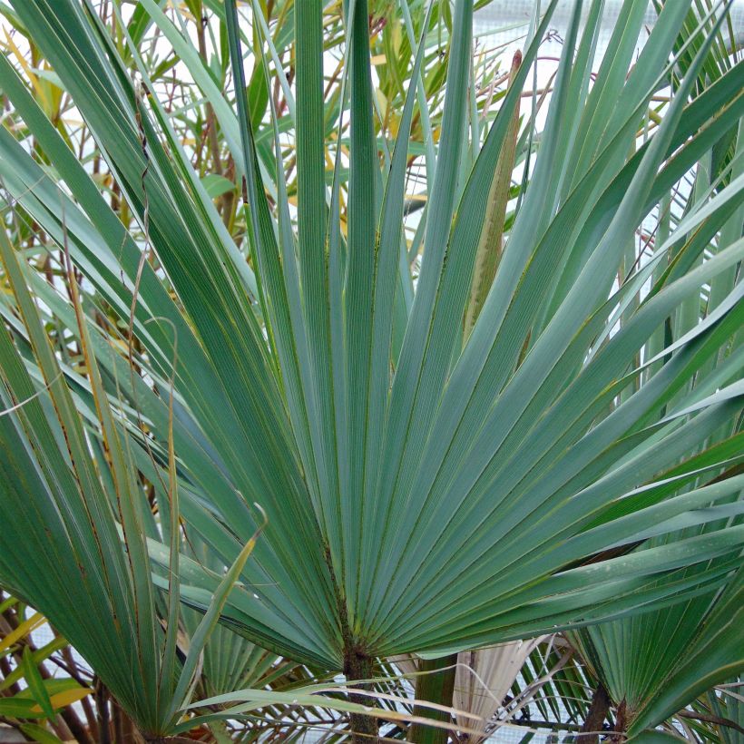 Palmier bleu du Mexique - Brahea armata (Foliage)