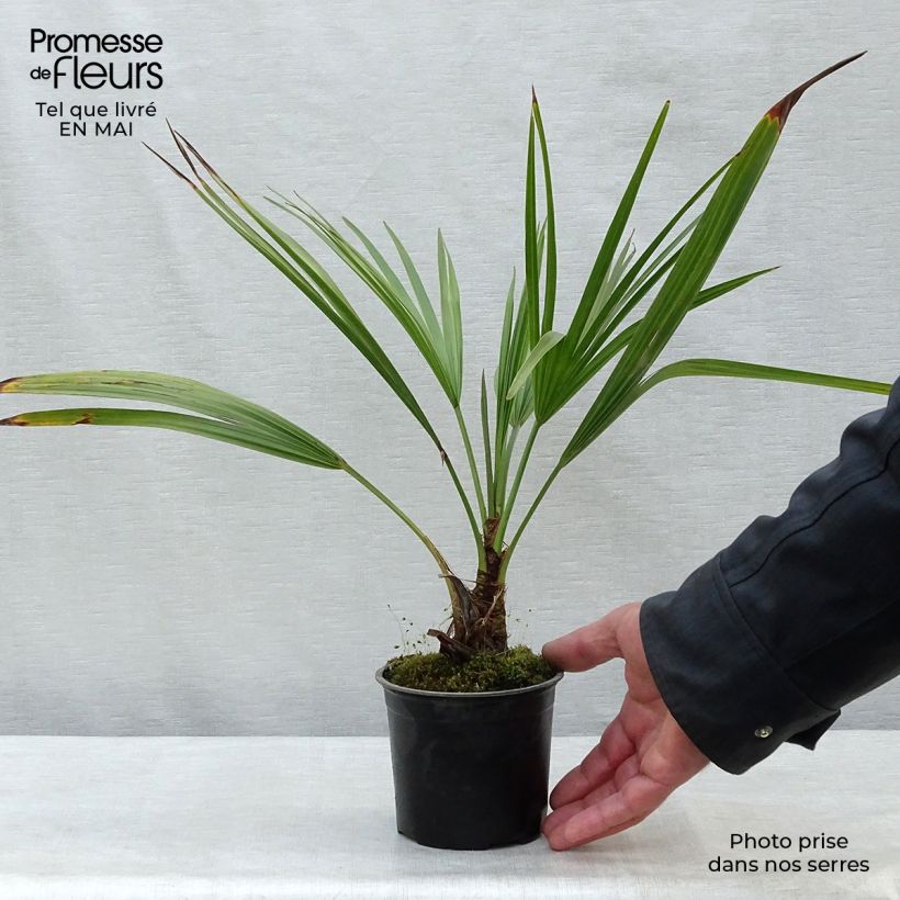 Example of Brahea calcarea - Palmier mexicain Pot de 12 cm / 13 cm as you get in printemps
