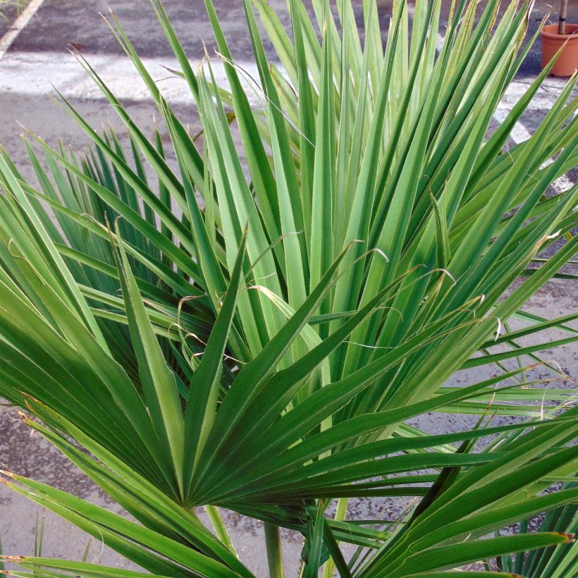 Palmier du Mexique - Brahea edulis (Foliage)