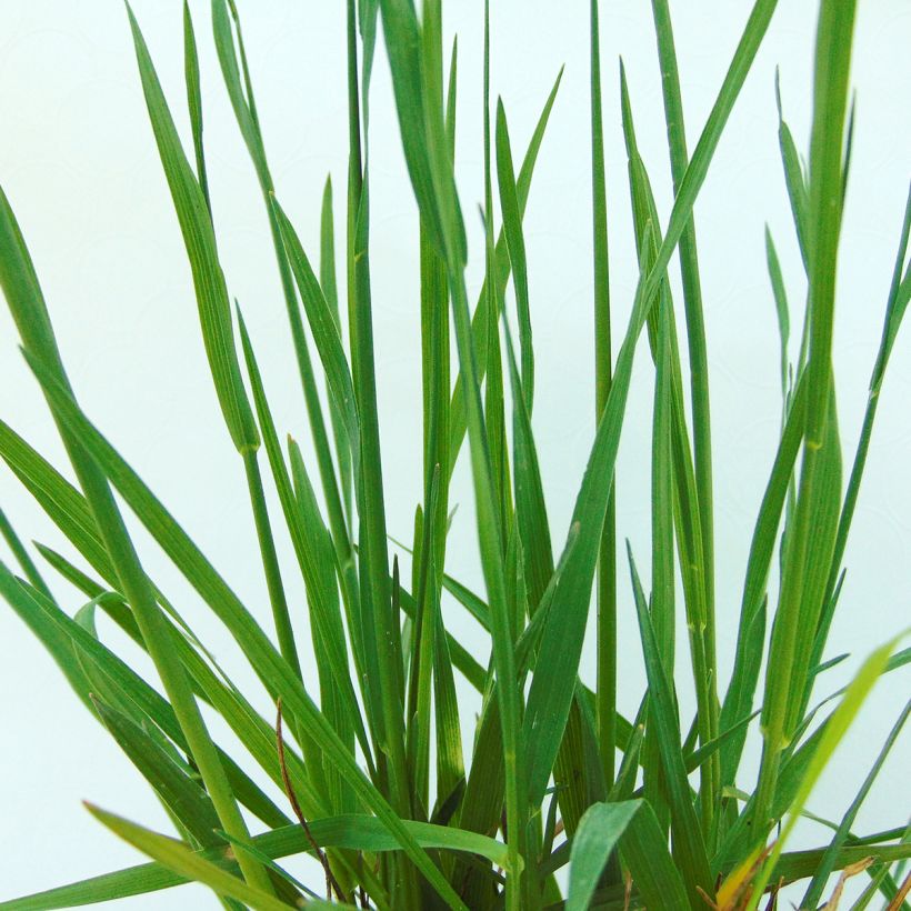 Briza media - Amourette commune (Foliage)