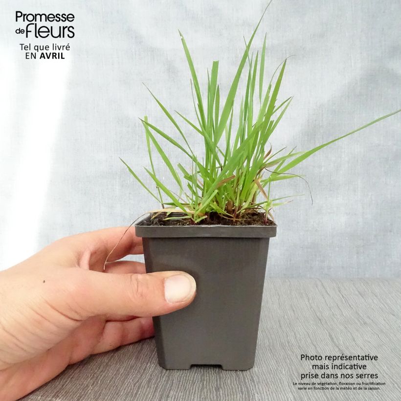 Example of Briza media - Amourette commune Godet de 7/8 cm as you get in printemps