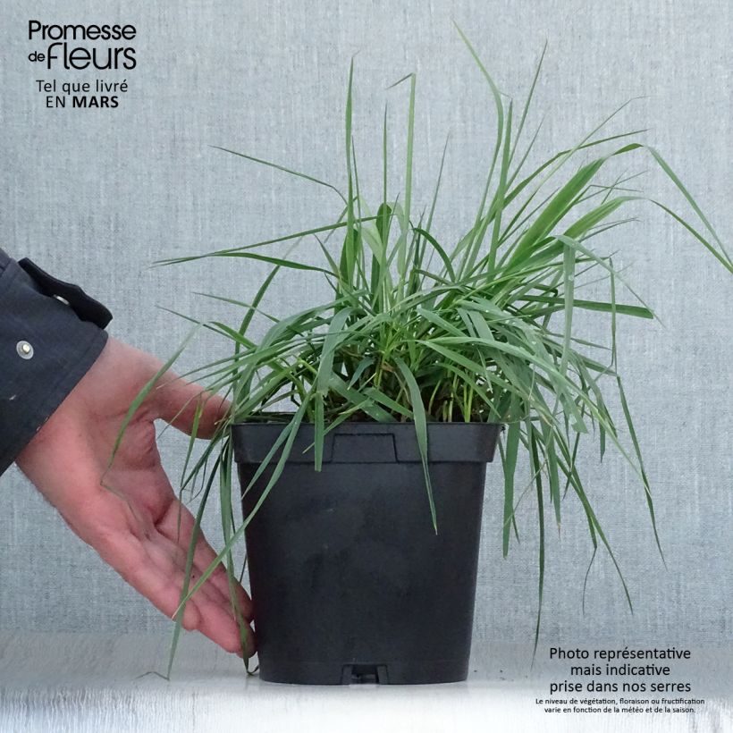 Example of Briza media - Amourette commune Pot de 2L/3L as you get in printemps