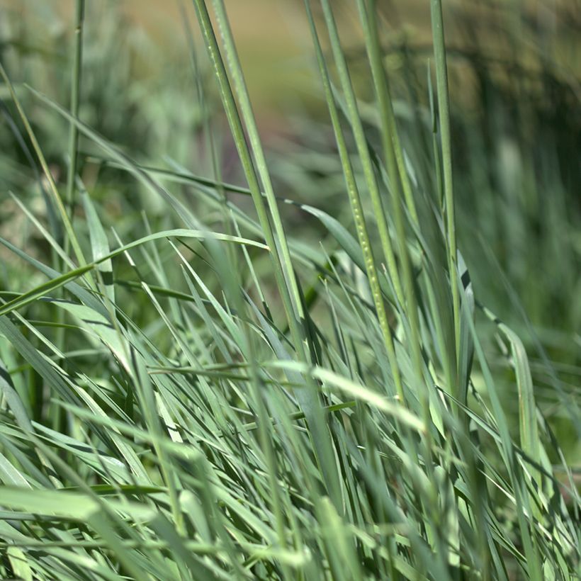 Briza media Limouzi - Amourette (Foliage)