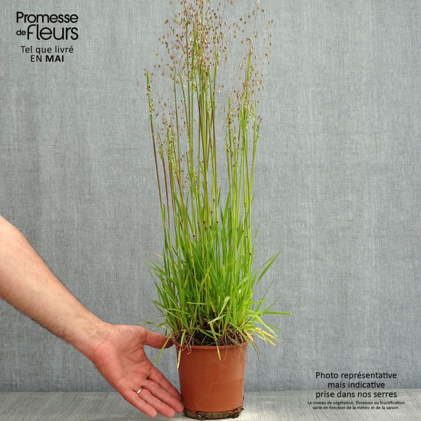 Example of Briza media Limouzi - Amourette Pot de 1L/1,5L as you get in printemps