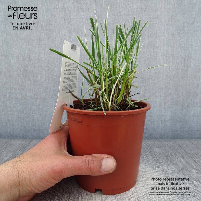Example of Briza media Zitterzebra - Amourette Pot de 1L/1,5L as you get in printemps