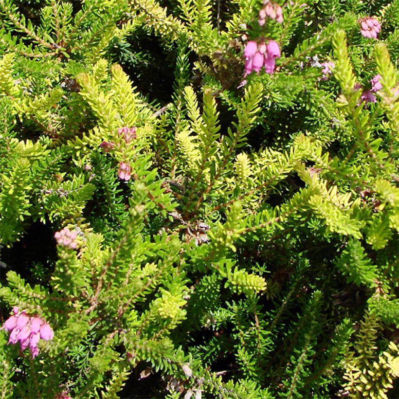 Bruckenthalia spiculifolia (Feuillage)