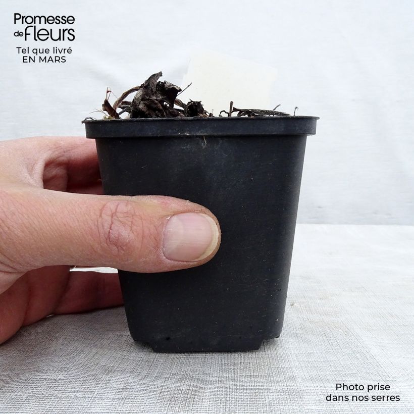 Example of Brunnera Macrophylla Variegata - Myosotis du Caucase Godet de 8/9 cm as you get in printemps