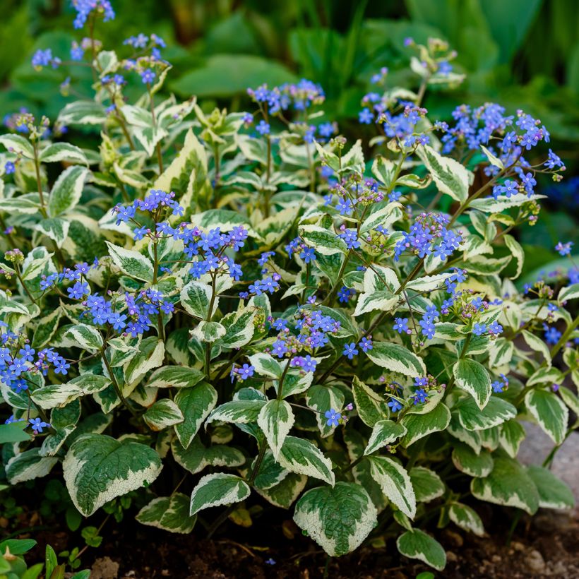 Brunnera Macrophylla Variegata - Myosotis du Caucase (Plant habit)