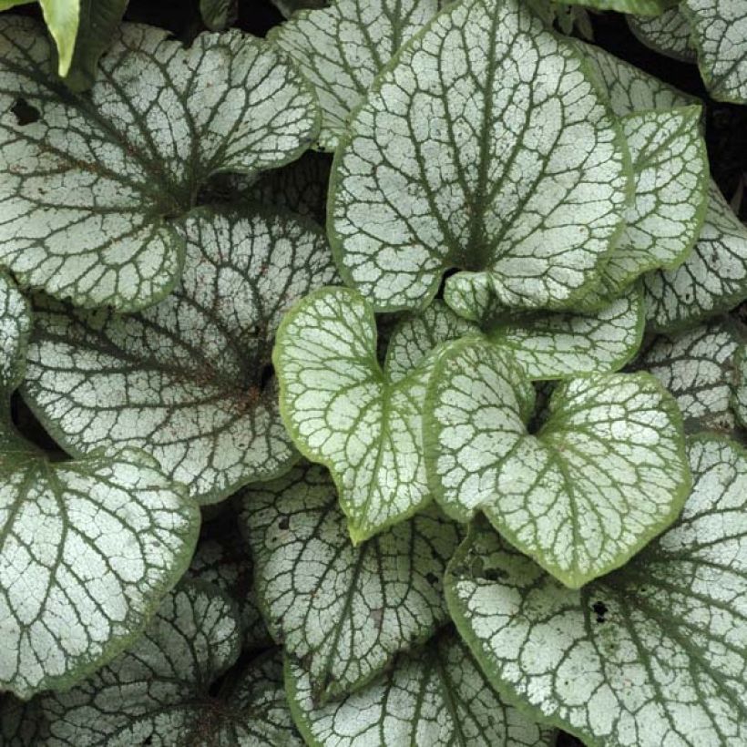 Brunnera macrophylla Jack Frost - Myosotis du Caucase (Foliage)
