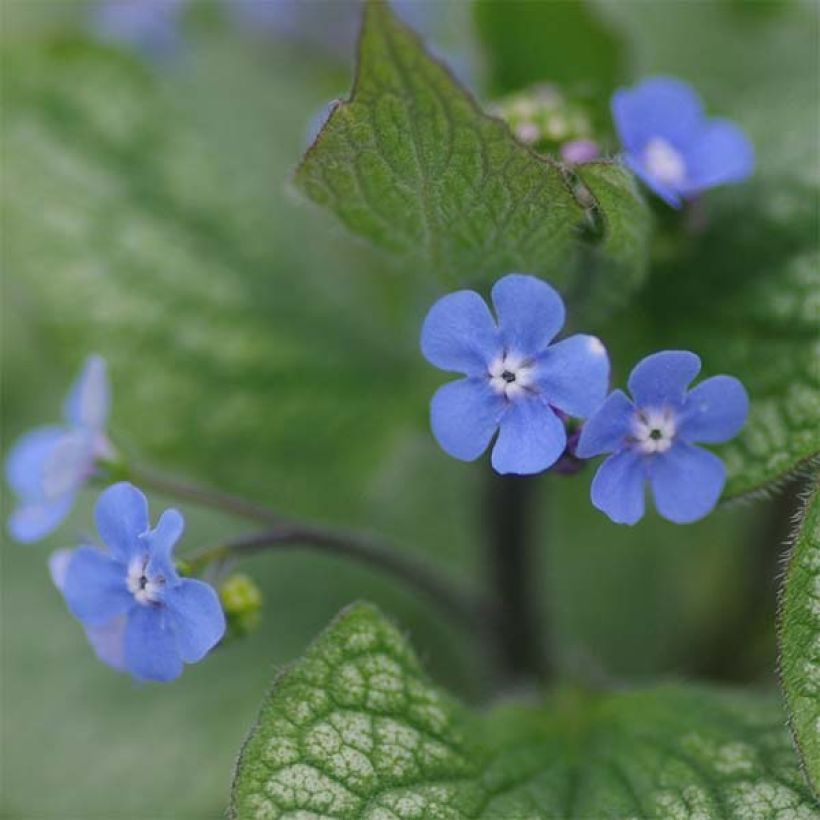 Brunnera macrophylla Alexander's Great - Myosotis du Caucase (Flowering)
