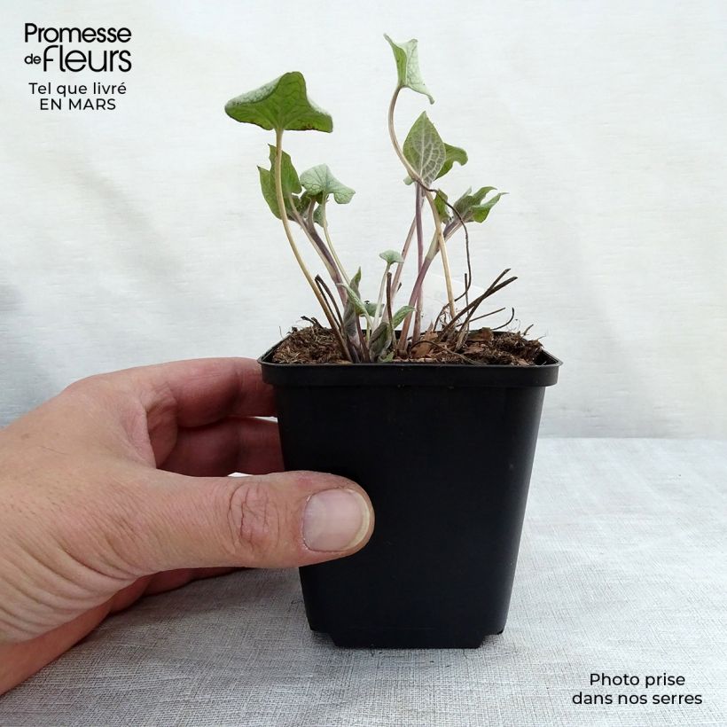 Example of Brunnera macrophylla Alexander's Great - Myosotis du Caucase Godet de 8/9 cm as you get in printemps