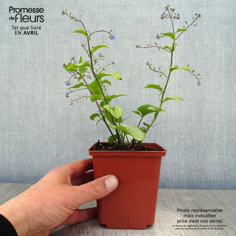 Example of Brunnera macrophylla Alexander's Great - Myosotis du Caucase Pot de 1L/1,5L as you get in printemps