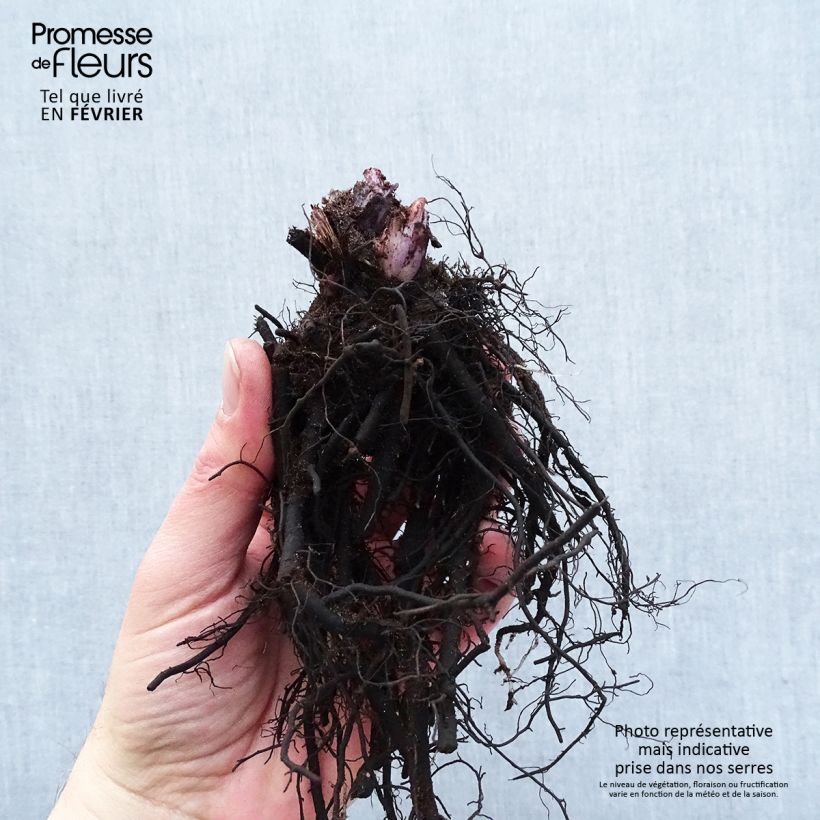 Example of Brunnera macrophylla Alexander's Great - Myosotis du Caucase Racines nues, Qualité premium as you get in hiver