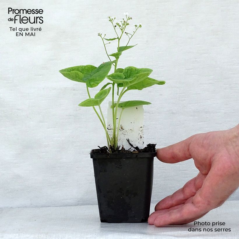 Example of Brunnera macrophylla Betty Bowring - Myosotis du Caucase Godet de 8/9 cm as you get in printemps