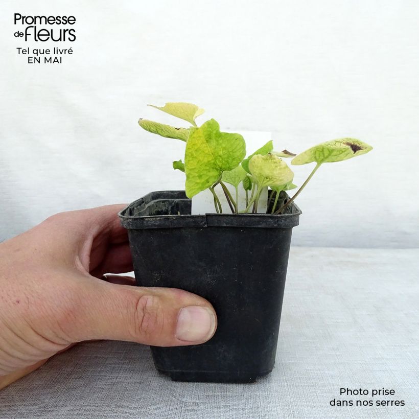 Example of Brunnera macrophylla Diane's Gold - Myosotis du Caucase Godet de 8/9 cm as you get in printemps