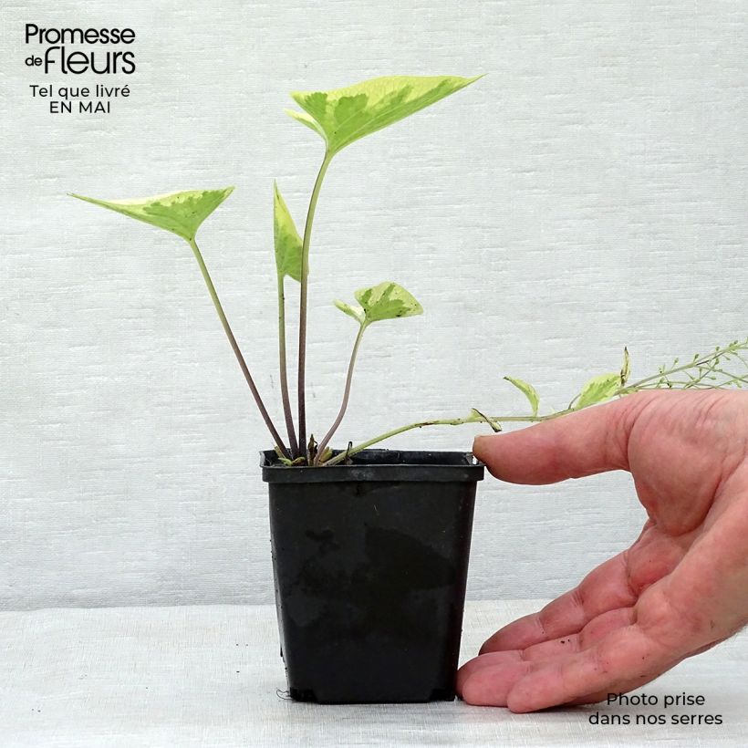 Spécimen de Brunnera macrophylla Hadspen cream - Myosotis du Caucase Godet de 8/9 cm tel que livré au printemps