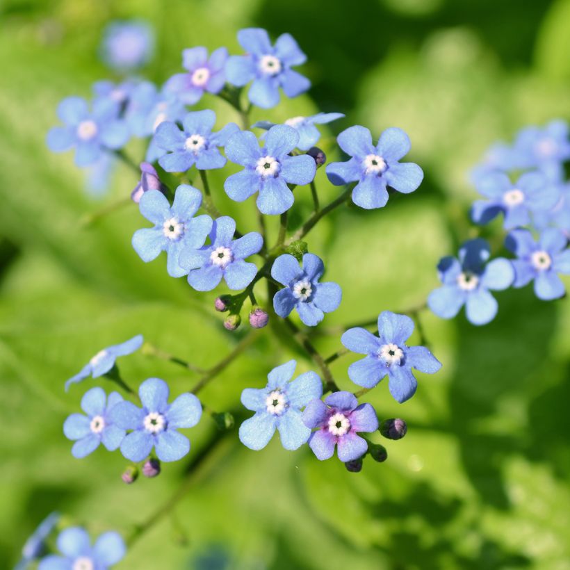 Brunnera macrophylla Jack Frost - Myosotis du Caucase (Flowering)