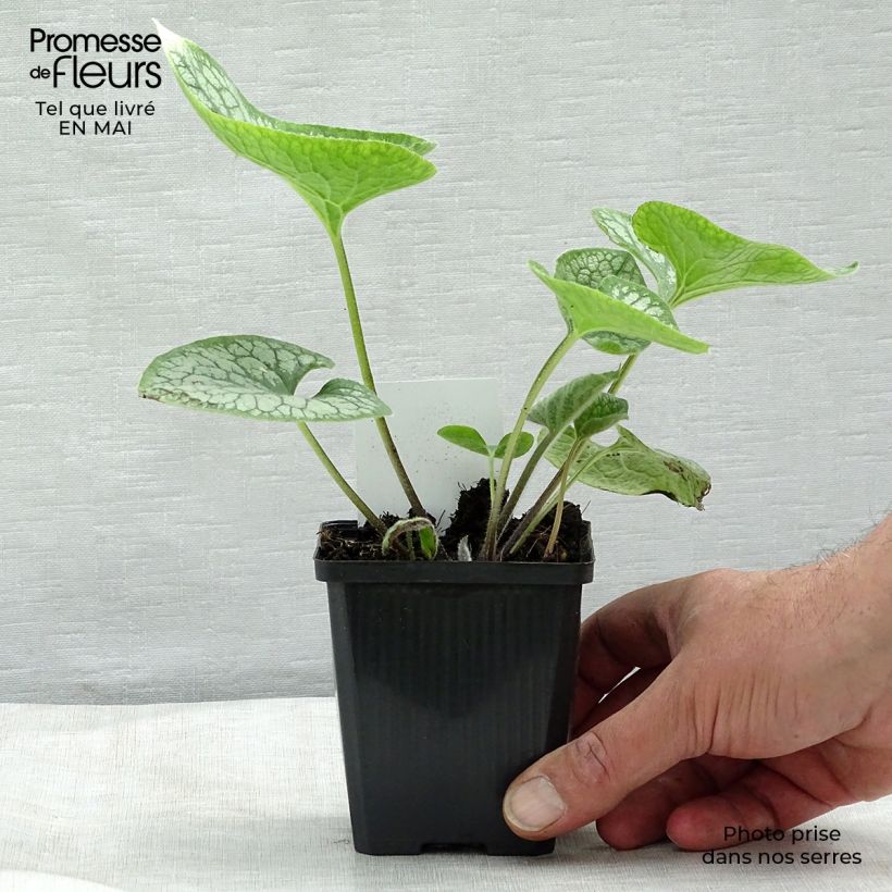 Example of Brunnera macrophylla Jack Frost - Myosotis du Caucase Godet de 7/8 cm as you get in printemps