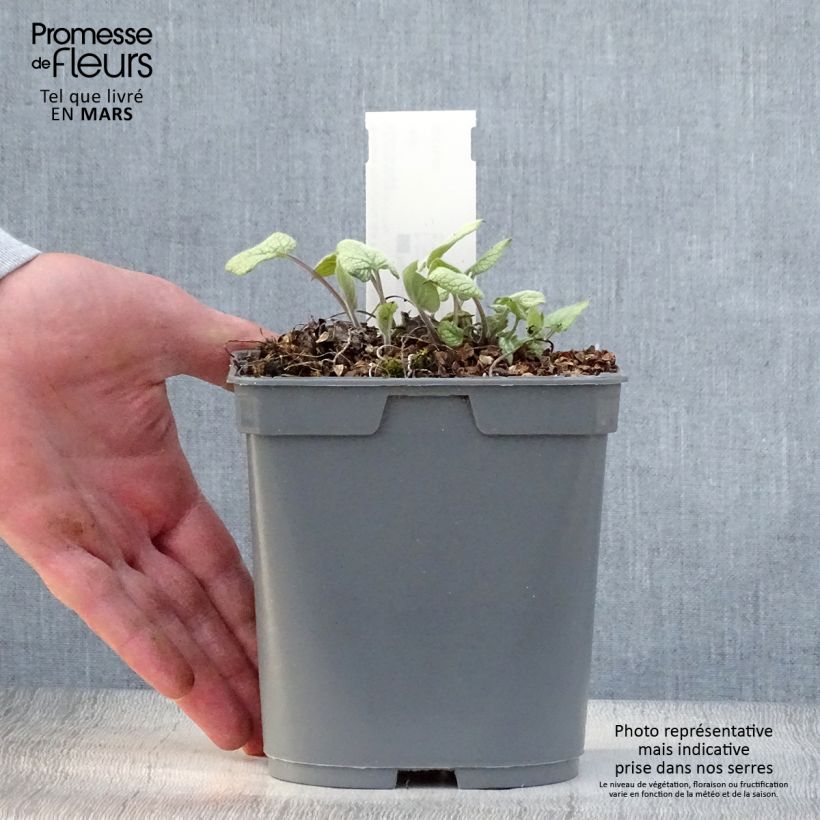 Example of Brunnera macrophylla Jack Frost - Myosotis du Caucase Pot de 2L/3L as you get in printemps