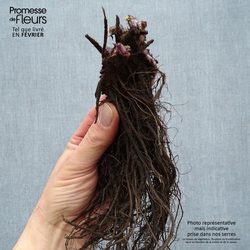 Example of Brunnera macrophylla Jack Frost - Myosotis du Caucase Racines nues, Qualité premium as you get in hiver